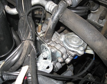 Greatwall Deer фото 3