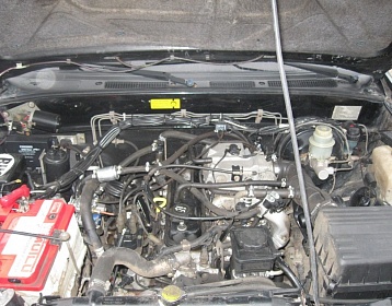 Greatwall Deer фото 1